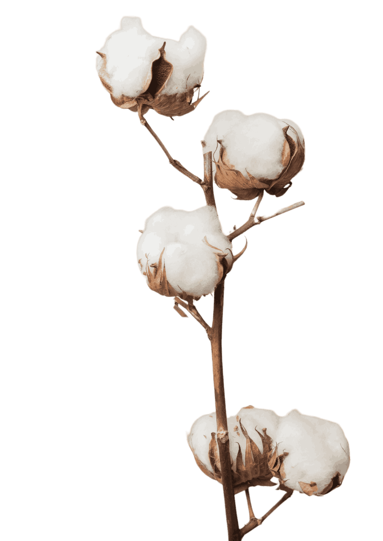 arrullos-bebe-rama-flor-algodon